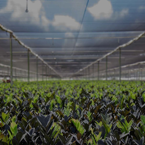 Shade House at Costa Farms in Miami filled with rows and rows of Raven ZZ plant showing black and green growth