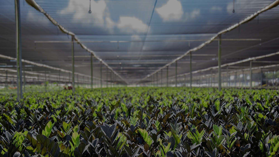 Shade House at Costa Farms in Miami filled with rows and rows of Raven ZZ plant showing black and green growth