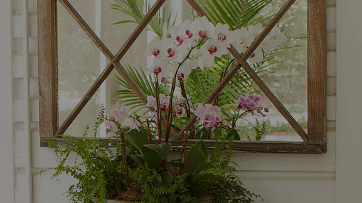 Orchid arrangement with pink-and-white Phalaenopis moth orchid in a bathroom in front of a mirror