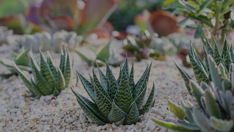 Succulent garden mulched with gravel and planted with Aloe, Haworthia, Echeveria, Kalanchoe, and other succulents