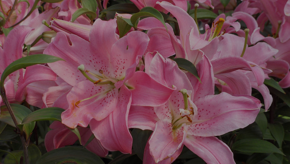 Closeup of perennial pink Oriental Lily in garden