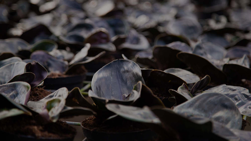 Photo of purple-leaf Geogenanthus ciliatus in the field at Costa Farms 