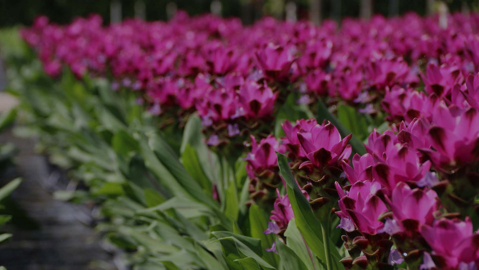 Closeup of a field of purple-flowering Curcuma at Costa Farms