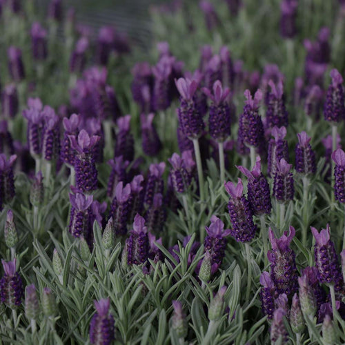 Mid-range shot of purple French Lavender (Lavandula stoechas) in the Costa Farms Trial Garden