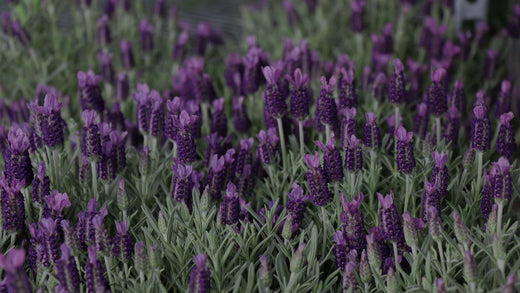 Mid-range shot of purple French Lavender (Lavandula stoechas) in the Costa Farms Trial Garden