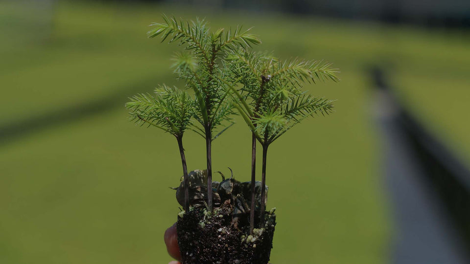 Norfolk Island Pine seedlings in plug with soft-focus field of more baby Norfolk Island Pine seedlings at Costa Farms in the background