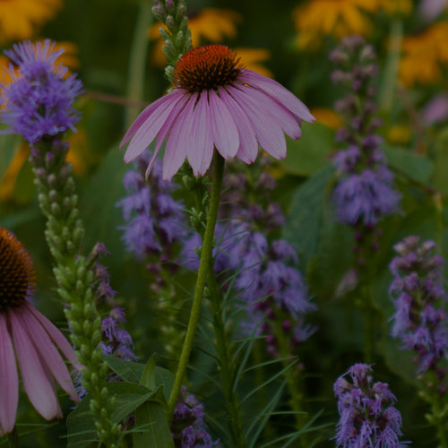 Mid-range photo of a perennial garden with pink coneflower (Echinacea), purple liatris, and yellow rudbeckia