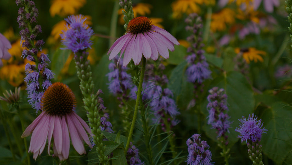 Mid-range photo of a perennial garden with pink coneflower (Echinacea), purple liatris, and yellow rudbeckia