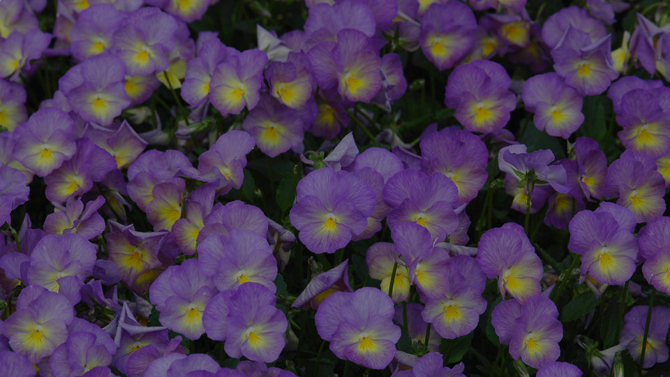 Mid-range picture of blue-and-yellow viola, a spring-blooming flower.
