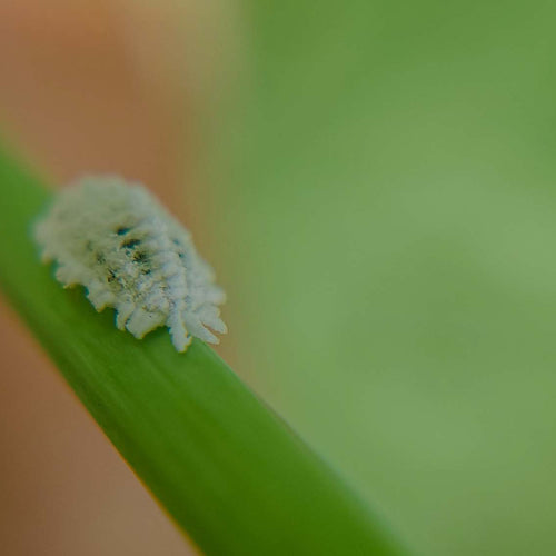 Mealybug insect pest crawling up a plant stem