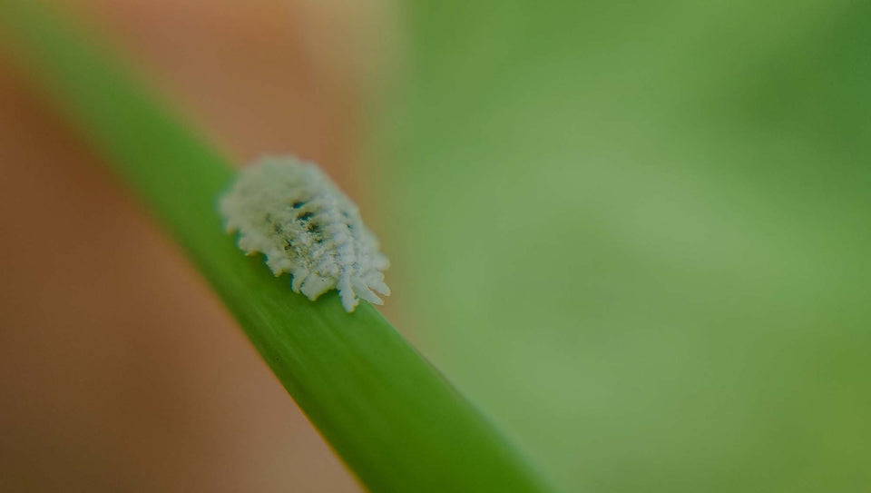Mealybug insect pest crawling up a plant stem