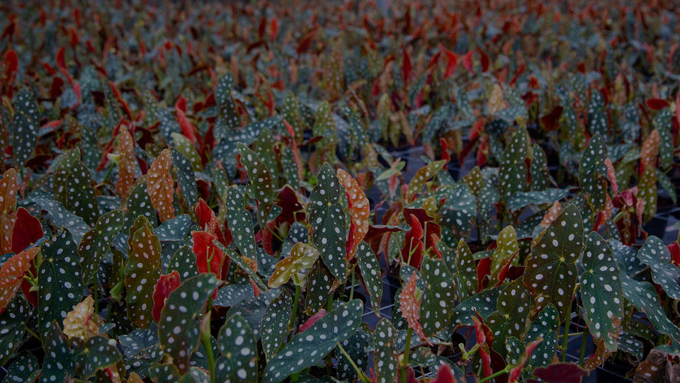 Field of polka dot begonia (Begonia maculata) growing at Costa Farms
