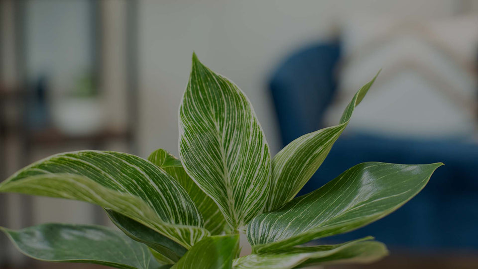 Closeup of Variegated Birkin Philodendron houseplant at Costa Farms in front of blue chairs