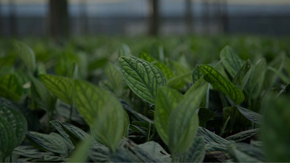 Field shot of Monstera Peru at Costa Farms 