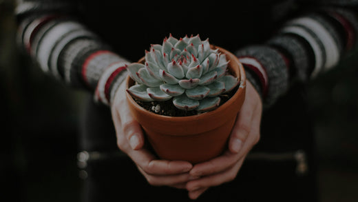 Echeveria succulent in a terra-cotta pot being held in hands of a woman wearing a striped sweater