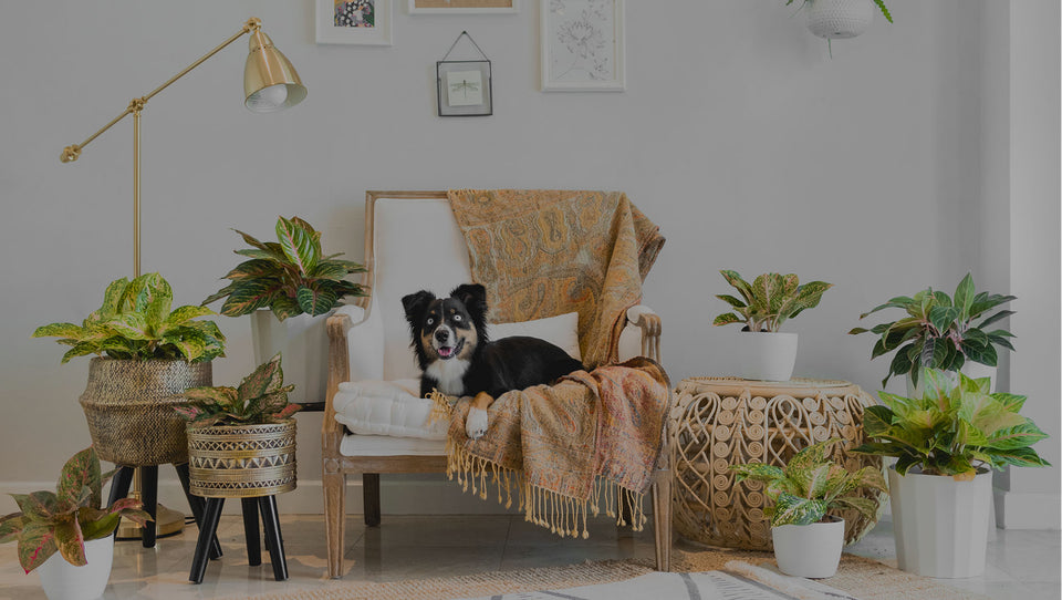 Living room with various houseplants including colorful aglaonema varieties in medium and large pots around a chair with a dog