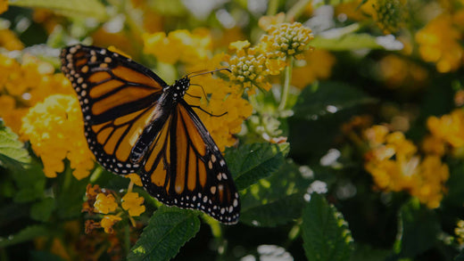 Orange Monarch Butterfly in flower garden on yellow Lantana flowers