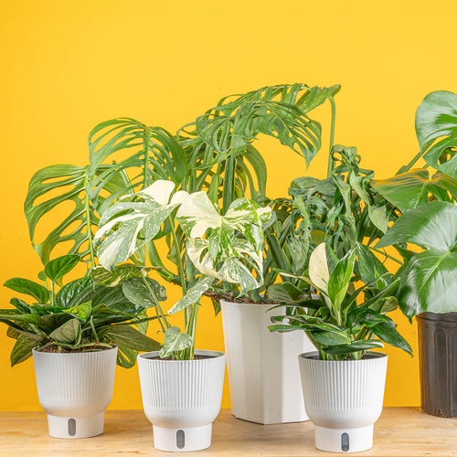 Photo of Monstea Peru, Monstera Thai Constellation, Monstera Cobra, Monstera deliciosa, and Monstera Esqueleto varieties on a wood tabletop in front of a yellow background