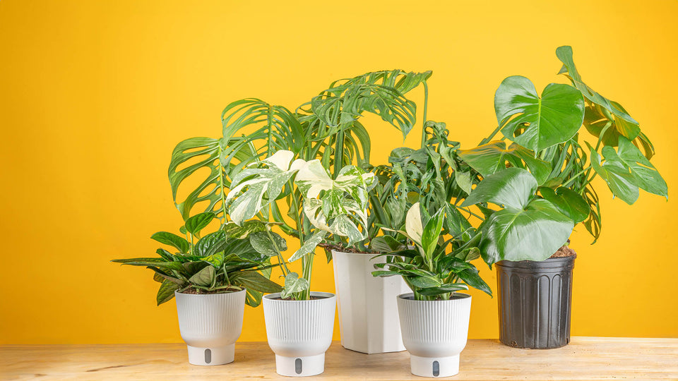 Photo of Monstea Peru, Monstera Thai Constellation, Monstera Cobra, Monstera deliciosa, and Monstera Esqueleto varieties on a wood tabletop in front of a yellow background