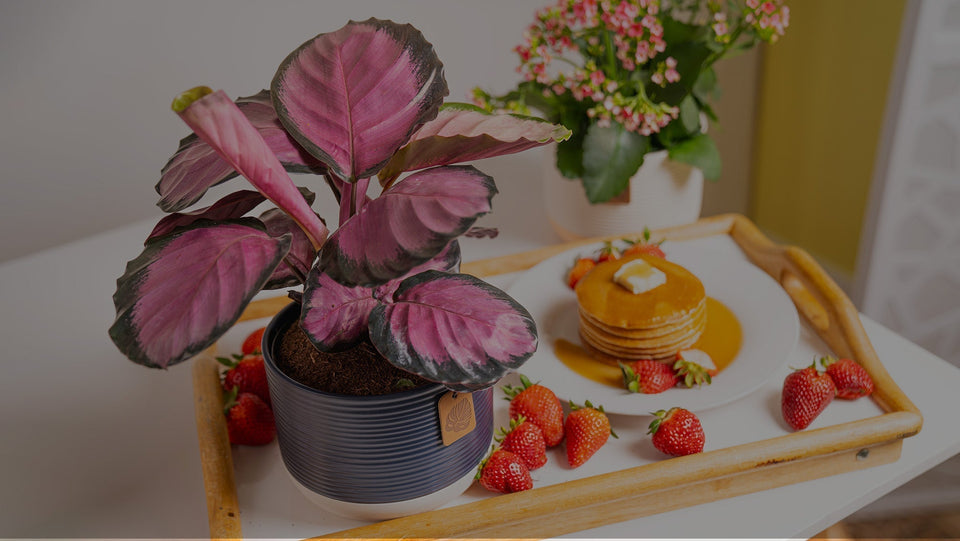 Calathea Pink Star in blue ceramic planter on Mother's Day Breakfast tray with pancakes and strawberries