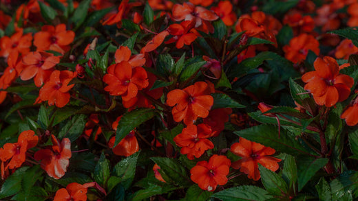 Closeup of Orange SunPatiens flowers in the Costa Farms Trial Garden