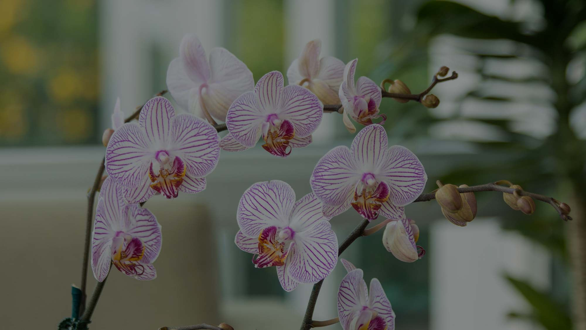 Orchid-Vertical-Costa-Farms-Blog