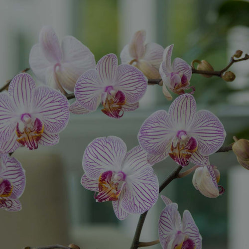 Closeup of pink-and-white striped Moth orchid (Phalaenopsis) in living room