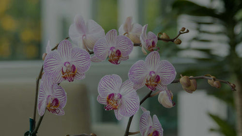 Closeup of pink-and-white striped Moth orchid (Phalaenopsis) in living room