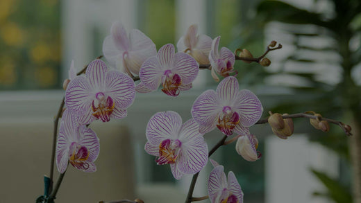 Closeup of pink-and-white striped Moth orchid (Phalaenopsis) in living room