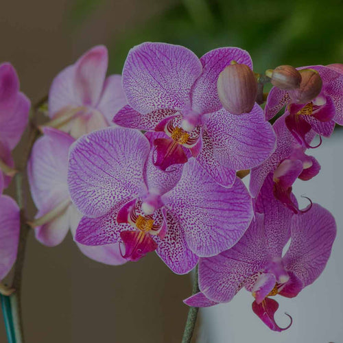 Close up of pink/purple Moth Orchid (Phalaenopsis) flowers