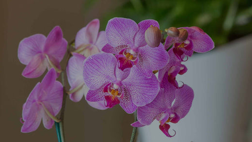 Close up of pink/purple Moth Orchid (Phalaenopsis) flowers