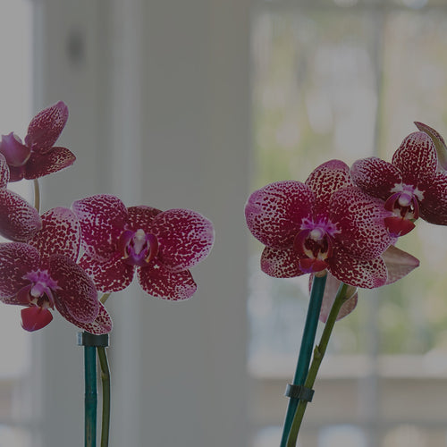 Close up of purple Moth Orchid (Phalaenopsis) in living room