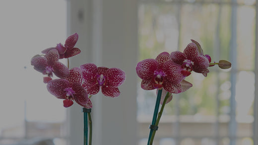 Close up of purple Moth Orchid (Phalaenopsis) in living room