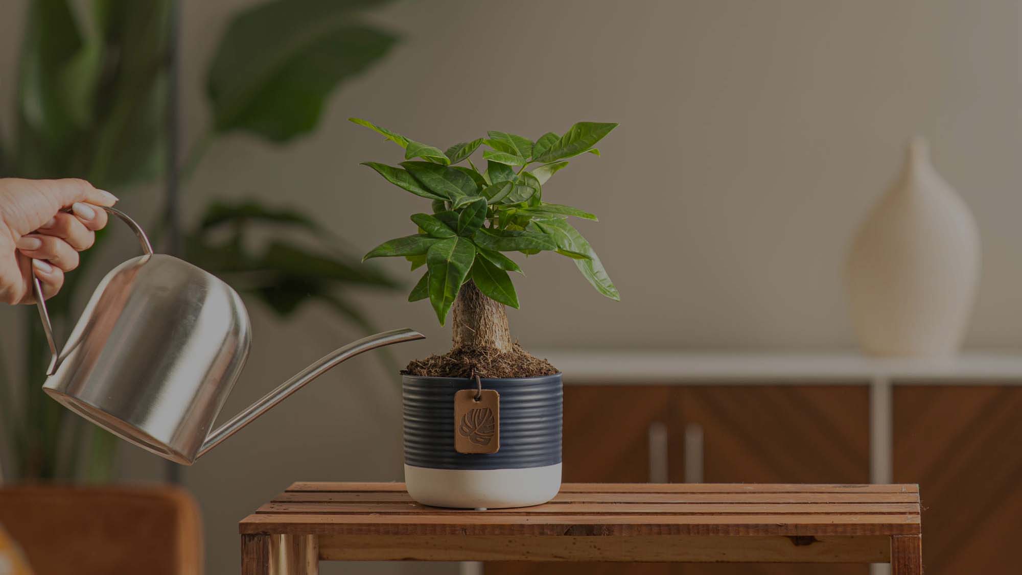 How To Fix Overwatering and Root Rot on Your Houseplants – Costa Farms