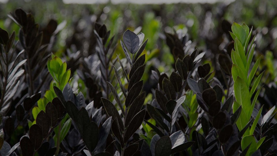Midrange shot of a field of Raven ZZ plant at Costa Farms showing its new green leaves and mature purple leaves