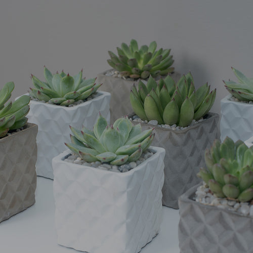 Eight succulent plants in square ceramic planters mulched with pebbles on a clean white tabletop in front of a gray living room wall