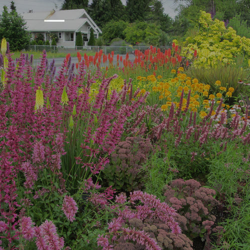 Front-yard perennial border with pink Agastache, Sedum, double yellow Echinacea, orange Kniphofia, yellow kniphofia, and Dark Towers Penstemonc