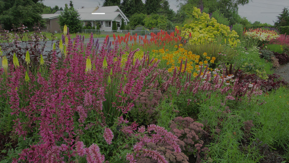 Front-yard perennial border with pink Agastache, Sedum, double yellow Echinacea, orange Kniphofia, yellow kniphofia, and Dark Towers Penstemonc