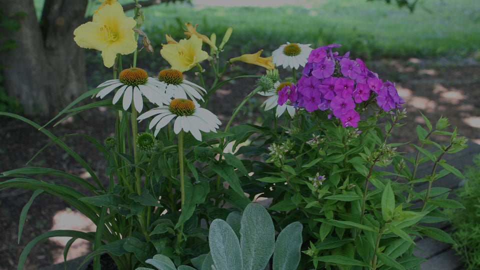 Collection of perennials, including yellow daylily, white coneflower, purple phlox, and silver lamb's ears on an outdoor tabletop
