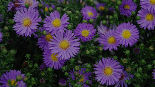 Close up of Aster Ballad flowers