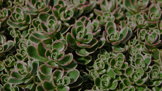 Close up image of perennial Sedum spurium Tricolor in garden as groundcover