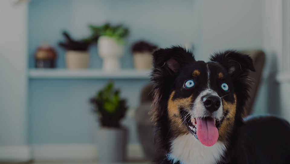 Black dog with blue eyes in a room with houseplants 