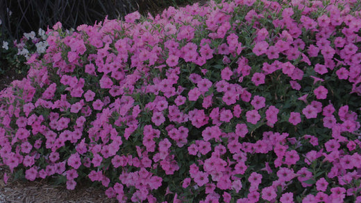 Closeup of pink Petunia flowers in Costa Farms Trial Garden