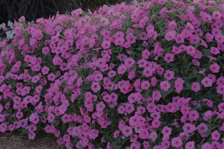 Color Commentary: Using Pink Flowers in the Garden – Costa Farms