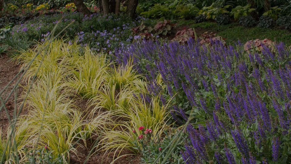 Perennial garden with mulch, golden Carex, blue Salvia, peach Heuchera, and other perennial garden plants