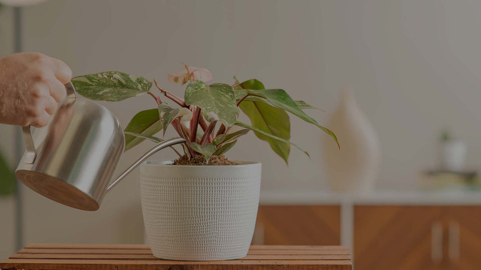 Watering Pink Princess Philodendron, a variegated houseplant, in white pot