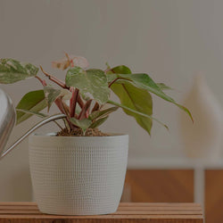 Featured image Blog - Watering Pink Princess Philodendron, a variegated houseplant, in white pot