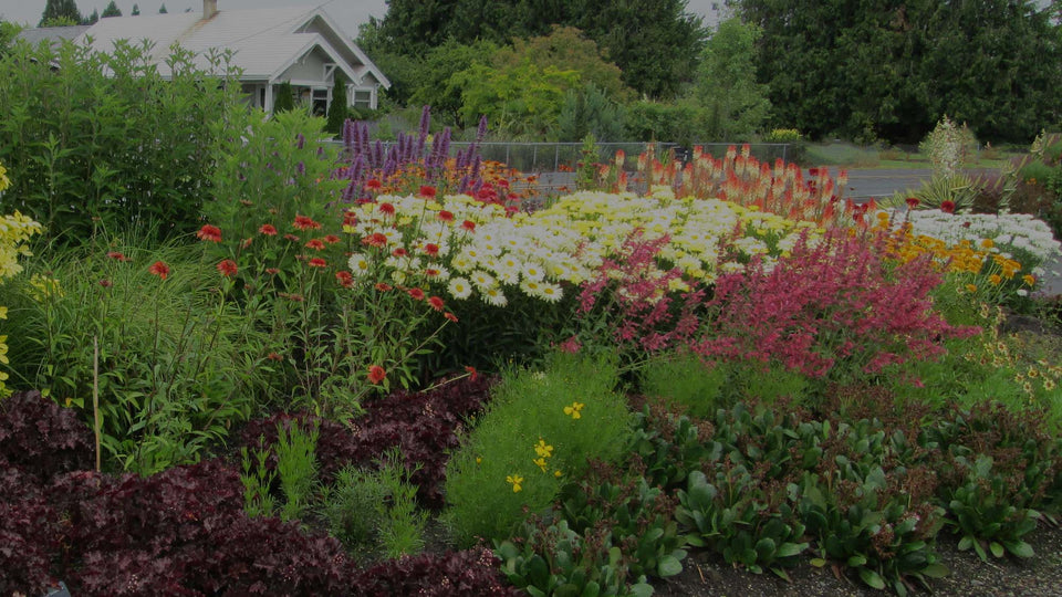 Perennial border with orange Echinacea, yellow Leucanthemum, pink Penstemon, yellow Coreopsis, purple Heuchera, and purple Agastache in a front yard