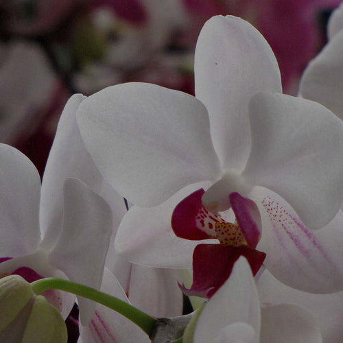 Closeup photo of white moth orchid (Phalaenopsis) at Costa Farms