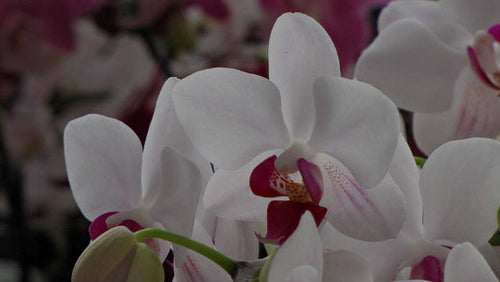 Closeup photo of white moth orchid (Phalaenopsis) at Costa Farms